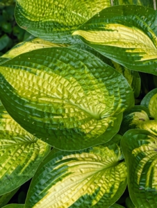 The hostas are so lush with their varying leaf shapes, sizes, and textures. I also have a large hosta garden down behind my chicken yard.