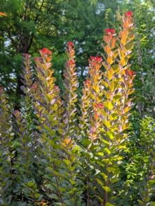 Cotinus, the smoketree, or smoke bush, is a genus of two species of flowering plants in the family Anacardiaceae, closely related to sumacs. The simple, oval shaped leaves range from deep purple and red to bright green. They offer such a colorful display throughout the seasons.