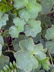 Lady’s mantle, Alchemilla vulgaris, grows along one edge. It is a clumping perennial which typically forms a mound of long-stalked, circular, scallop-edge light green leaves, with tiny, star-shaped, chartreuse flowers.