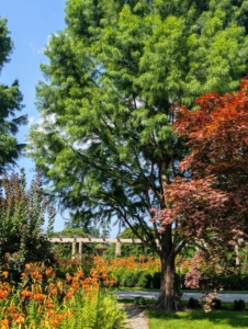 Many of the plantings in this garden behind my Tenant House are under the cover of the towering bald cypress. And right now, this garden is also dotted with gorgeous bright orange tiger lilies.