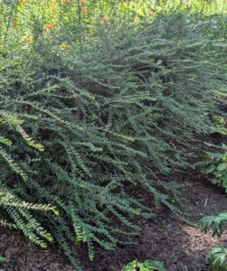 Cotoneaster is a vigorous, dense, and evergreen shrub. These plants work well for low hedges.