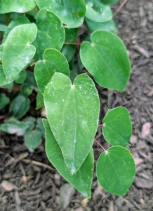 Epimediums are long-lived and easy to grow and have such attractive and varying foliage. Epimedium, also known as barrenwort, bishop’s hat, and horny goat weed, is a genus of flowering plants in the family Berberidaceae.