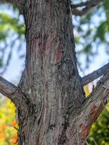 The bark of the bald cypress is brown to gray and forms long scaly, fibrous ridges on the trunk. Over time, these ridges tend to peel off the trunk in strips.