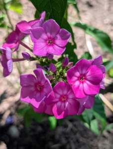 The phlox is thriving in the garden. Phlox has superb heat and mildew resistance. It comes in a range of colors from pink to pure white to lavender to even red and grows happily in most parts of the country. If properly planted and sited, phlox is largely pest and disease free too – a perfect perennial.