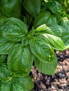 Nearby is my bed of basil – both green and purple. Basil, also called great basil, is a culinary herb of the family Lamiaceae. Basil is native to tropical regions from central Africa to Southeast Asia. It is a tender plant, and is used in many cuisines. Since basil grows in tropical climates, it grows well in hot weather, and this season, we've had lots of it.