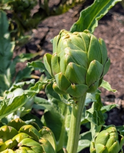 Globe artichokes, Cynara scolymus, are popular in both Europe and the United States. Artichokes are actually the flower buds, which emerge from the center of the plants.