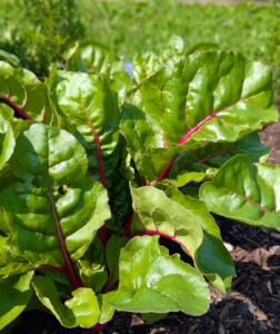 In another bed - young Swiss chard. Swiss chard is a leafy green vegetable often used in Mediterranean cooking. The leaf stalks are large and vary in color, usually white, yellow, or red. The leaf blade can be green or reddish in color. Harvest Swiss chard when the leaves are tender and big enough to eat.