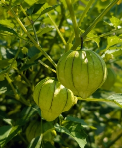 The tomatillo, also known as the Mexican husk tomato, is a plant of the nightshade family bearing small, spherical, and green fruit.