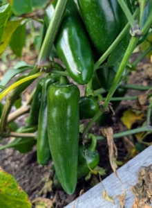 My crew loves hot peppers, and I grow many of them to share. If growing both sweet and hot peppers, be careful when picking – keep the hot ones separated from the sweet, so there is no surprise in the kitchen.