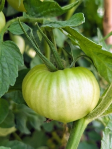 I grow an abundance of tomatoes to share and to make all the delicious tomato sauce I enjoy through the year. It’s a good idea to grow a range of varieties, including at least one or two disease-resistant types.
