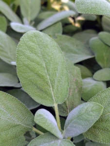 This is sage. Salvia officinalis - a perennial, evergreen subshrub, with woody stems, grayish leaves, and blue to purplish flowers. It is a member of the mint family Lamiaceae and native to the Mediterranean region. It is popular in fall and winter cooking and baking.