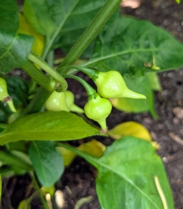 These are birds beak peppers – they need a little more time. Birds beak peppers, also known as Pimenta Biquinho, are small, round peppers with a tapered tip that resembles a bird’s beak. They originated in Brazil and are known for their tangy, fruity flavor and mild heat level. Birds beak peppers can be eaten raw or used as a garnish – I like to pickle them.