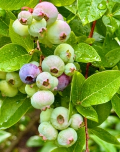 Plump, juicy, and sweet, with vibrant colors from red to the deepest purple-black, blueberries are one of nature’s finest treats. I use them for jams, jellies, and pies, but they’re also wonderful with cereal, in pancakes and cobblers, on top of waffles, and of course, in handfuls on their own.