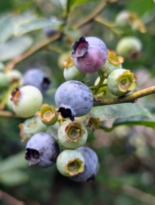 Here, one can see the colors of the berries as they develop – green, then red, then blue.