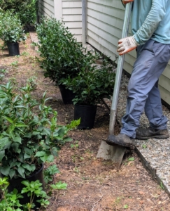 Once all the plants are in place, the digging begins.