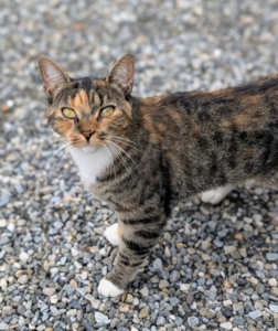 And who is this looking for love? It's Mayo, also known affectionately as "May-May." She is very friendly and curious.