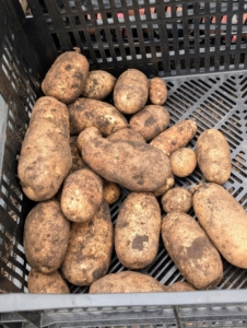 There are more than 200 varieties of potatoes sold throughout the United States. Each fit into one of seven potato type categories: russet, red, white, yellow, blue/purple, fingerling, and petite.