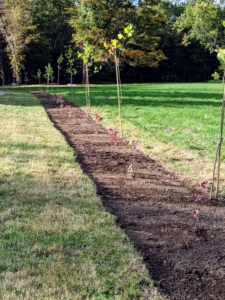 I planted this particular allée in the fall of 2019. I thought this area of the middle hayfield was a perfect stretch of landscape for a long allée of London planes and smoke bushes. Here it is that first year.