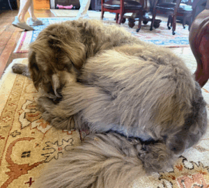 The owner's Newfoundland naps when not guarding all the activity - but of course, the lovable canine is not for sale. If you're free next weekend, do stop by Purchase, New York to look, shop, buy, and have fun.