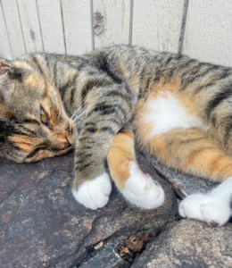 Here's Mayo, or as she is affectionately called, “May-May.” She will always roll over hoping for a belly rub.
