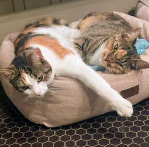 These two are never far apart. At the end of the day, or when it is too cold outside, one can find them here in the feed room where they have many toys and beds.