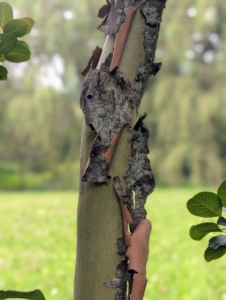 They are also known for the exfoliating bark, which is a natural process that helps the tree shed old bark to make way for new growth.