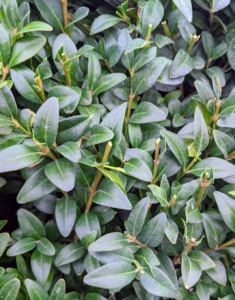 Buxus is a genus of about 70 species in the family Buxaceae. Common names include box or boxwood. The boxes are native to western and southern Europe, southwest, southern and eastern Asia, Africa, Madagascar, northernmost South America, Central America, Mexico, and the Caribbean. The leaves on boxwood branches are arranged opposite from each other, making pairs.
