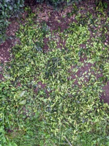 Any pruned debris is gathered and brought to the compost pile later.