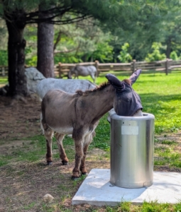 It's also important that the animals are well hydrated in this warm weather. Here's Truman "TJ" Junior taking a refreshing drink under the shade of the giant pines.