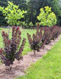 I wanted the allée to extend the entire portion of the road that cuts through the hayfields. By the summer of 2021, it looked like this. These smoke bushes can grow up to 15-feet tall and 10-feet wide. I love its upright, multi-stemmed habit.