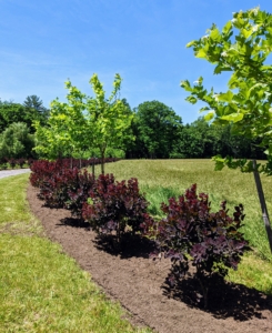 Here is the allée in June 2022 – the smoke bushes are wider and more full. Cotinus or smoke bush, is a genus of seven species of flowering plants in the family Anacardiaceae, closely related to the sumacs. It has an upright habit when young and spreads wider with age.