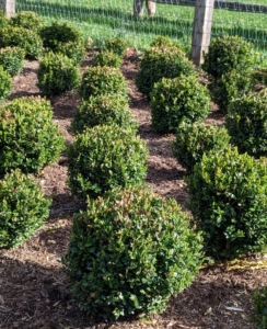 Many of the shrubs start off in this “nursery” located next to my chicken coops. The soil is rich with nutrients, so they grew well and quickly.