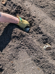 They are pushed into the soil with eyes faced up and cut sides down. When selecting seed potatoes, avoid planting those from supermarkets in case they were treated by sprout inhibitors. After planting, little maintenance is needed – just watering.