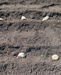 The trenches should also be at least one to two feet apart to give the potato plants ample room to develop. Potatoes perform best in soil with pH levels 4.8 to 5.5. Potatoes are easy to grow as long as they have access to full sun and moderate temperatures.