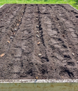 In spring, cut seed potatoes are planted in long trenches that run the entire length of each bed and are about five to six inches deep.