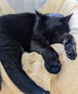 Here he is taking a nap after a long, busy day on the prowl. I'm so glad all my cats are happy and healthy. I hope yours are doing well this summer too.