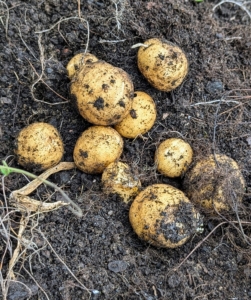 The skins of mature potatoes are thick and firmly attached to the flesh. If the skins appear thin and rub off easily, the potatoes are still too ‘new’ and should be left in the ground for a few more days.