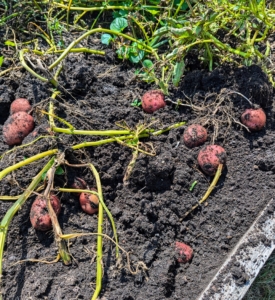 In another area of the bed – red potatoes. An entire potato plant grows from just one potato eye, although when planting, always plant a piece of potato with at least two eyes to ensure germination.
