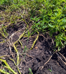 The potatoes are ready to pick once the vines have died back – when the tubers are done growing, and the potato plants have begun to turn yellow and withered.