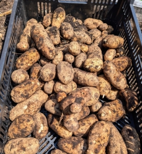 After the potatoes are picked, they’re placed into crates, separated by variety and color. They can be stored in bins, boxes, or even paper bags – just nothing airtight to prevent rotting. Another tip – never wash potatoes until right before using – washing them shortens the potato’s storage life.