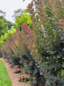 Here it is last year. Under optimal conditions, smoke bushes can add about 13 to 24 inches to its height each year. The colors of the smoke bushes and the London planes behind them look striking together.