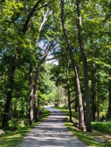 Every single day I am home, I tour the farm to see how all the gardens, trees, and plants are doing. Every specimen is special. These trees line the main carriage road to and from my woodland.