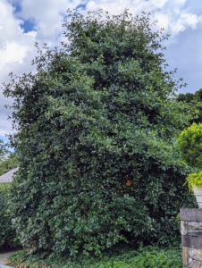 Nearby, off my terrace is this beautiful Nyssa sylvatica, or black tupelo – a medium-sized deciduous tree native to eastern North America from the coastal Northeastern United States and southern Ontario south to central Florida and eastern Texas, as well as Mexico. Its summer leaves are a bold dark green.