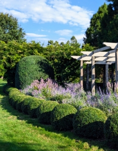 In 2017, I decided to line both sides of my clematis pergola with boxwood. There are more than 300-shrubs planted here, and they continue to thrive.