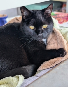 At night he’s back indoors guarding the greenhouse from any and all small furred intruders.