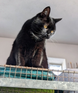 And here's Blackie, my greenhouse cat. Every day he makes his rounds, saying hi to everyone he sees. Blackie loves people and is always ready for a good scratch behind the ears.