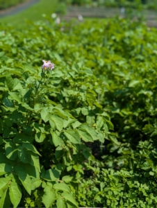 This was one of the potato beds in June, when the potato plants flowered. This happens when they are mature and have enough resources to reproduce. The flowers can be white, pink, lavender, or purple, and they attract pollinators to help the plant make more seeds. Flowering is also a sign that tubers are starting to grow underground.