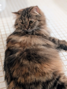 Lilium traveled all the way from Doha, the capital city of Qatar in the Middle East. I adopted Lilium and Magnolia through Rock 'N Rescue, a 501(c)3 non-profit organization based in Bedford Hills, New York, not far from my farm.