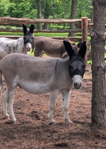The donkeys are very happy in their new shaded enclosure under the pines. The fly masks keep the pesky summer bugs from biting.