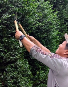Twice a year, we groom and prune the boxwood. This is always done with hand shears to give them a more clean and manicured appearance.